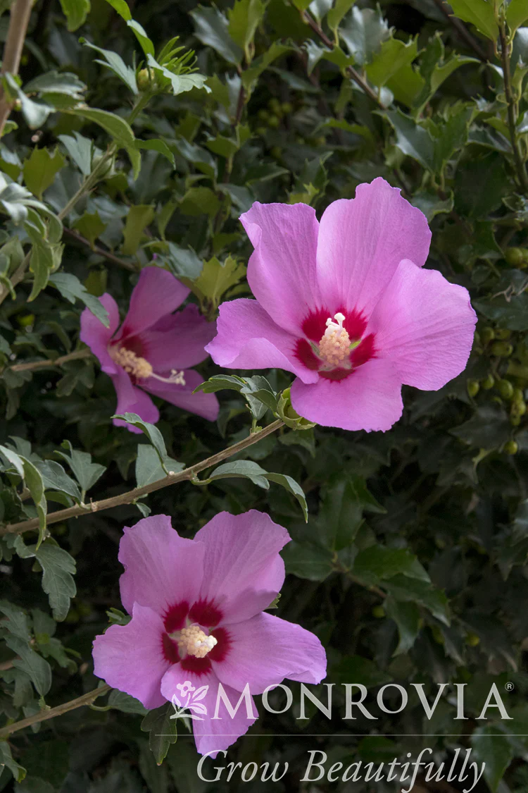 Deciduous Shrubs for Sun Flowering